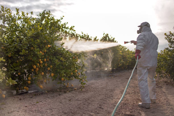 Best Pest Removal Services  in Portola Valley, CA